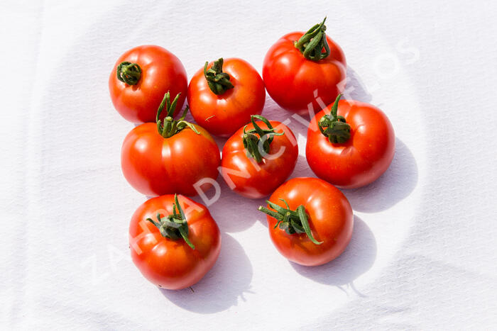 Rajče tyčkové 'Orkado' F1 - Lycopersicon esculentum 'Orkado' F1