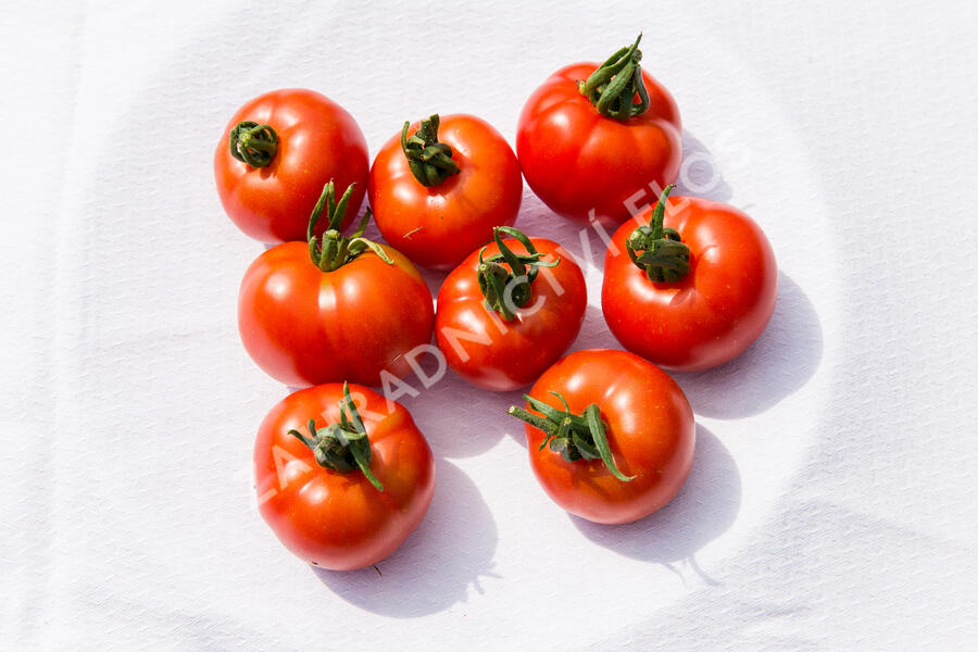 Rajče tyčkové 'Orkado' F1 - Lycopersicon esculentum 'Orkado' F1