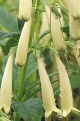 Kapská fuchsie 'Panorama Lights Yellow Sovereign' - Phygelius 'Panorama Lights Yellow Sovereign'
