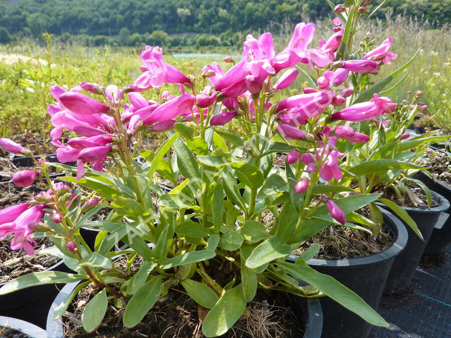 Dračík 'Pinacolada Dark Rose Shades' - Penstemon barbatus 'Pinacolada Dark Rose Shades'