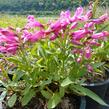 Dračík 'Pinacolada Dark Rose Shades' - Penstemon barbatus 'Pinacolada Dark Rose Shades'