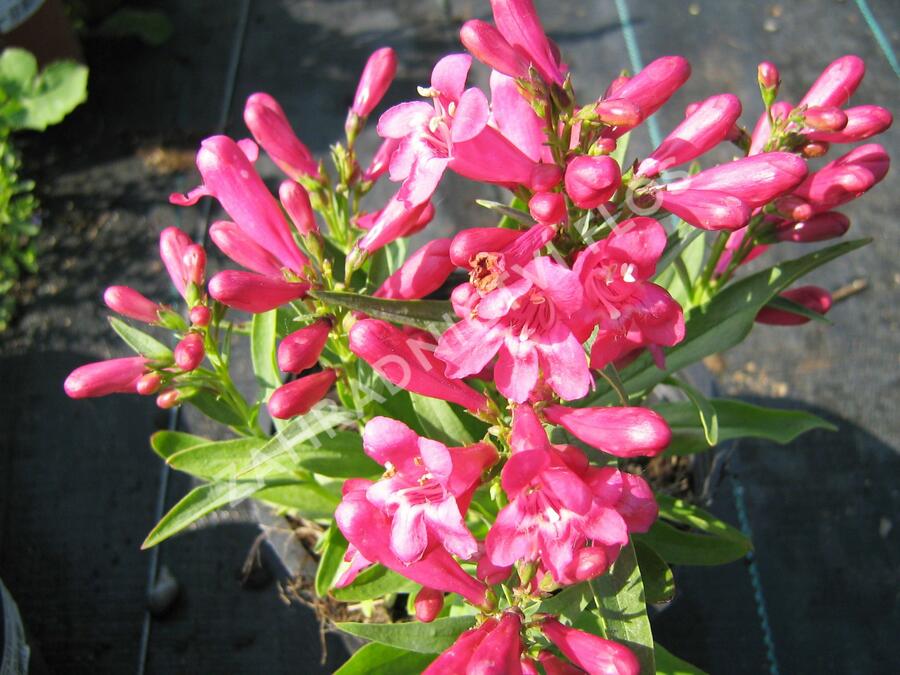 Dračík 'Pinacolada Dark Rose Shades' - Penstemon barbatus 'Pinacolada Dark Rose Shades'