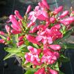 Dračík 'Pinacolada Dark Rose Shades' - Penstemon barbatus 'Pinacolada Dark Rose Shades'