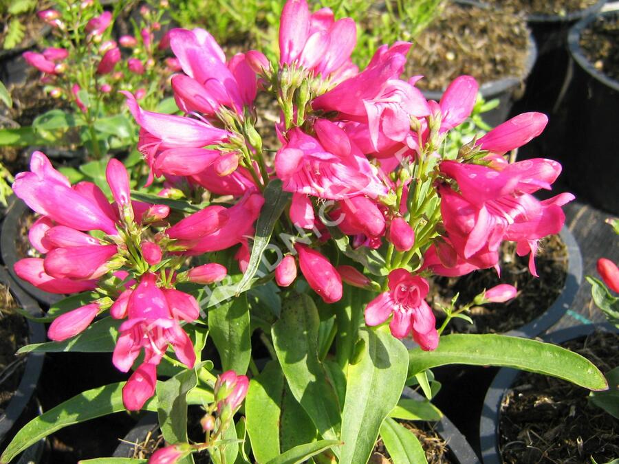 Dračík 'Pinacolada Dark Rose Shades' - Penstemon barbatus 'Pinacolada Dark Rose Shades'