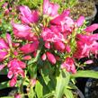 Dračík 'Pinacolada Dark Rose Shades' - Penstemon barbatus 'Pinacolada Dark Rose Shades'