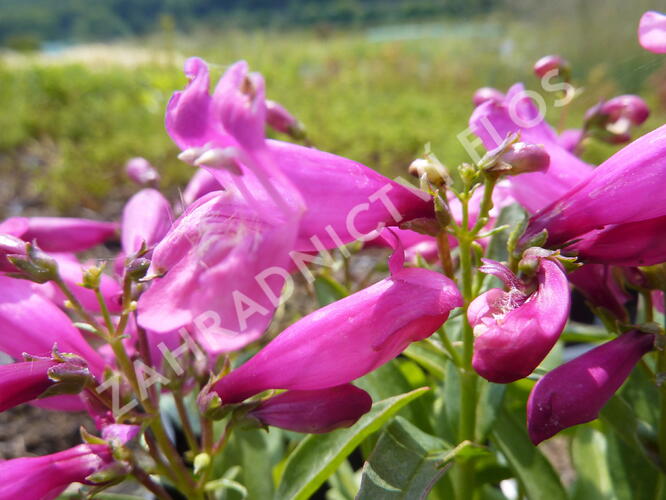 Dračík 'Pinacolada Dark Rose Shades' - Penstemon barbatus 'Pinacolada Dark Rose Shades'