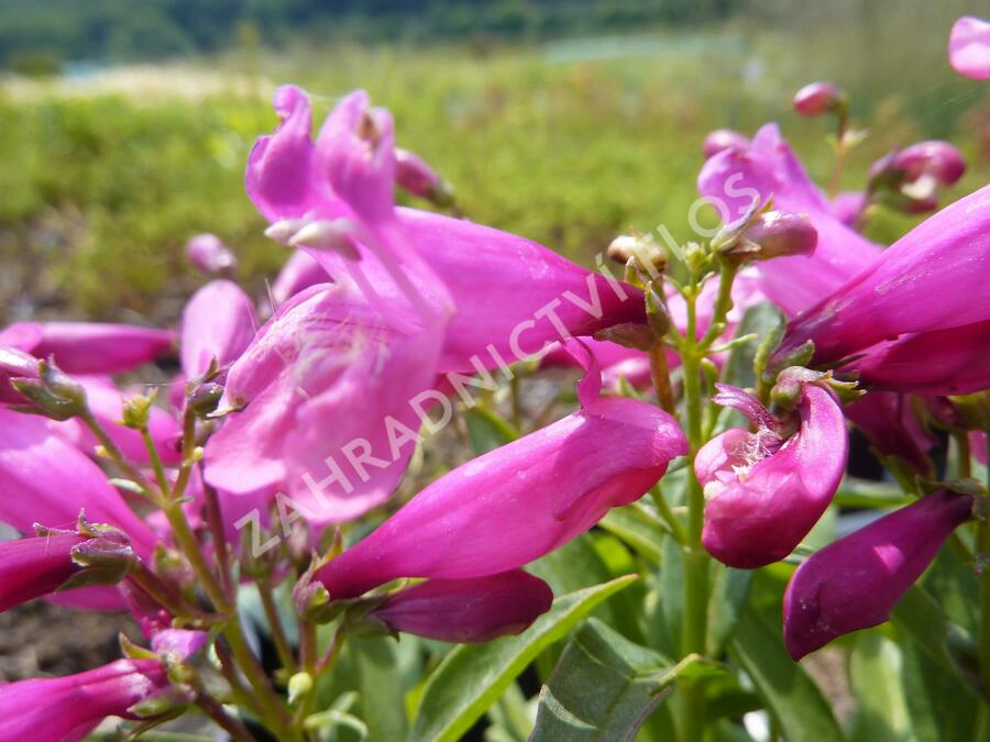 Dračík 'Pinacolada Dark Rose Shades' - Penstemon barbatus 'Pinacolada Dark Rose Shades'