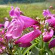 Dračík 'Pinacolada Dark Rose Shades' - Penstemon barbatus 'Pinacolada Dark Rose Shades'