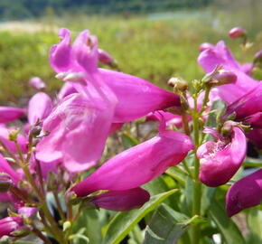 Dračík 'Pinacolada Dark Rose Shades' - Penstemon barbatus 'Pinacolada Dark Rose Shades'