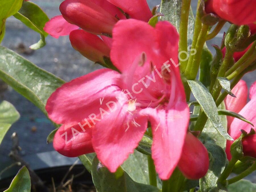 Dračík 'Pinacolada Dark Rose Shades' - Penstemon barbatus 'Pinacolada Dark Rose Shades'