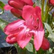 Dračík 'Pinacolada Dark Rose Shades' - Penstemon barbatus 'Pinacolada Dark Rose Shades'