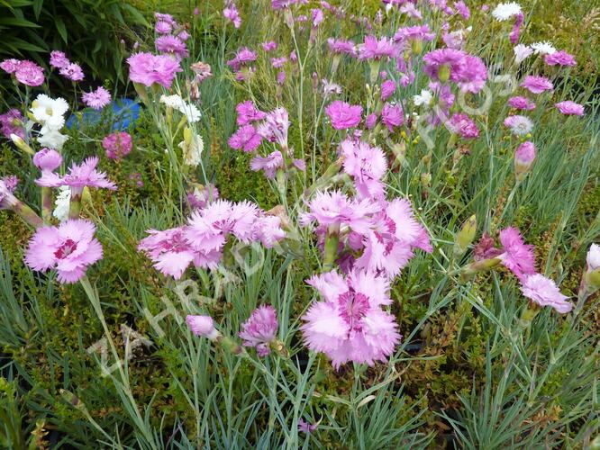 Hvozdík péřitý 'Fruhlingswonne' - Dianthus plumarius 'Fruhlingswonne'