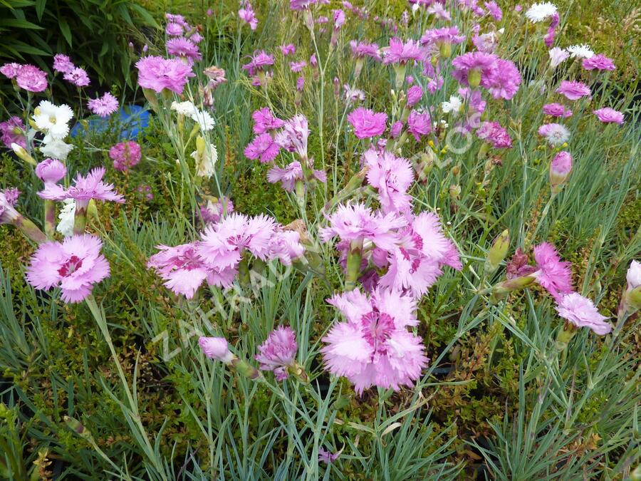 Hvozdík péřitý 'Fruhlingswonne' - Dianthus plumarius 'Fruhlingswonne'