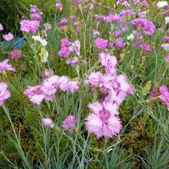 Hvozdík péřitý 'Fruhlingswonne' - Dianthus plumarius 'Fruhlingswonne'