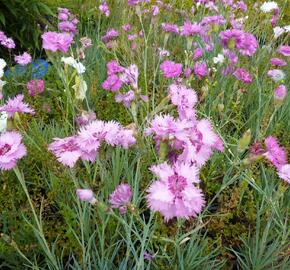Hvozdík péřitý 'Fruhlingswonne' - Dianthus plumarius 'Fruhlingswonne'