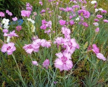 Hvozdík péřitý 'Fruhlingswonne'