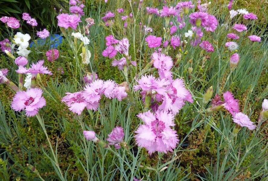 Hvozdík péřitý 'Fruhlingswonne' - Dianthus plumarius 'Fruhlingswonne'
