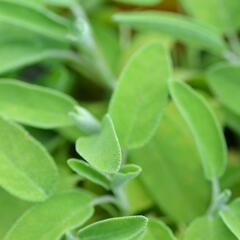 Šalvěj lékařská 'Salina' - Salvia officinalis 'Salina'