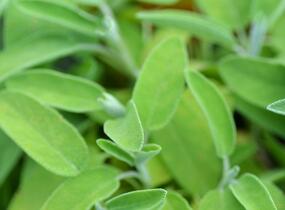 Šalvěj lékařská 'Salina' - Salvia officinalis 'Salina'