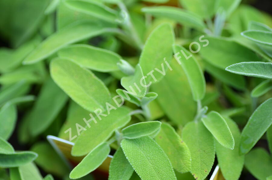 Šalvěj lékařská 'Salina' - Salvia officinalis 'Salina'