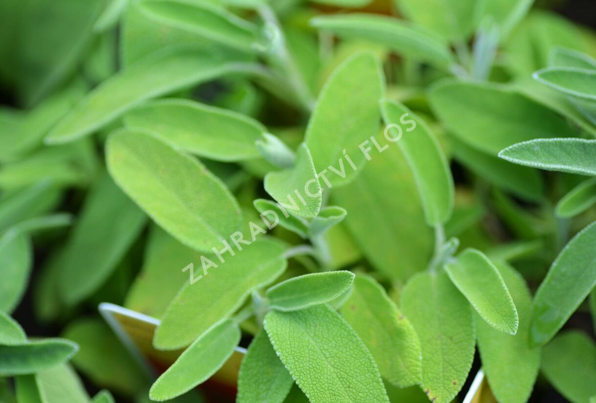 Šalvěj lékařská 'Salina' - Salvia officinalis 'Salina'