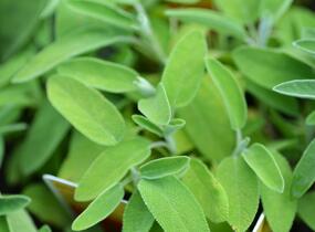 Šalvěj lékařská 'Salina' - Salvia officinalis 'Salina'