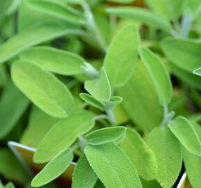 Šalvěj lékařská 'Salina' - Salvia officinalis 'Salina'