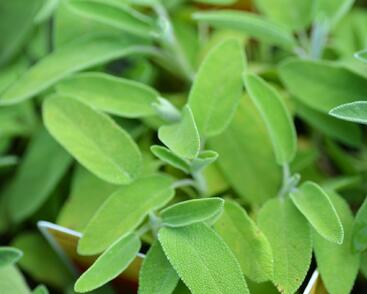 Šalvěj lékařská 'Salina'