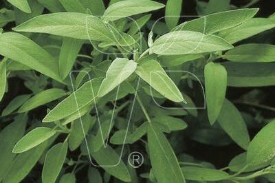 Šalvěj lékařská 'Salina' - Salvia officinalis 'Salina'