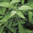 Šalvěj lékařská 'Salina' - Salvia officinalis 'Salina'
