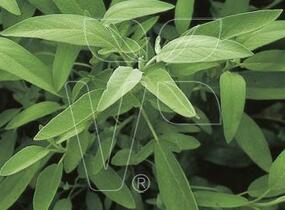 Šalvěj lékařská 'Salina' - Salvia officinalis 'Salina'