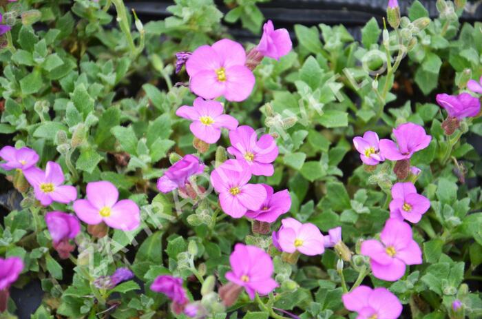 Tařička kosníkovitá 'Axcent Antique Rose' - Aubrieta deltoides 'Axcent Antique Rose'