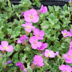 Tařička kosníkovitá 'Axcent Antique Rose' - Aubrieta deltoides 'Axcent Antique Rose'