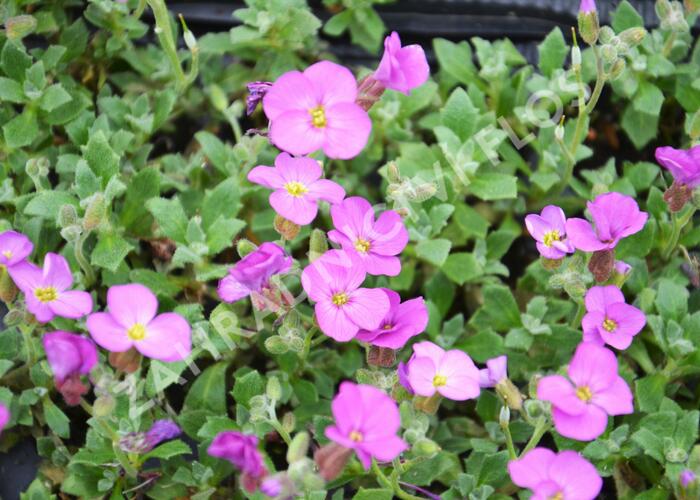 Tařička kosníkovitá 'Axcent Antique Rose' - Aubrieta deltoides 'Axcent Antique Rose'