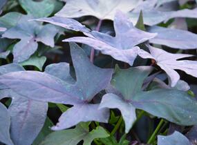 Povíjnice batátová 'Red' - Ipomoea batatas 'Red'