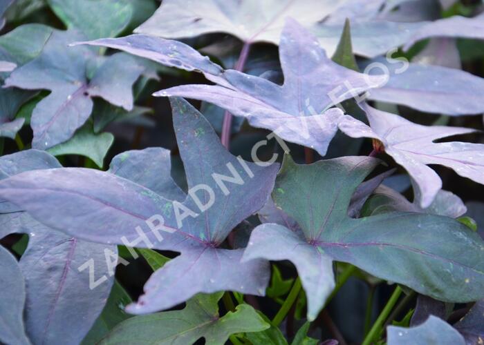 Povíjnice batátová 'Red' - Ipomoea batatas 'Red'