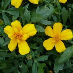 Aksamitník rozkladitý, afrikán 'Solena Gold' - Tagetes patula 'Solena Gold'