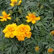 Aksamitník rozkladitý, afrikán 'Solena Gold' - Tagetes patula 'Solena Gold'