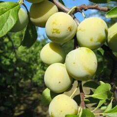 Renklóda - středně raná 'Zelená renklóda' - Prunus domestica 'Zelená renklóda'