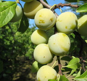 Renklóda - středně raná 'Zelená renklóda' - Prunus domestica 'Zelená renklóda'
