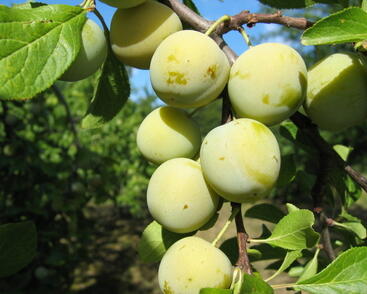 Renklóda středně raná 'Zelená renklóda'