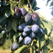 Švestka - pozdní 'Domácí velkoplodá' - Prunus domestica 'Domácí velkoplodá'