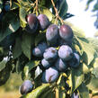 Švestka - pozdní 'Domácí velkoplodá' - Prunus domestica 'Domácí velkoplodá'
