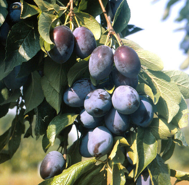 Švestka pozdní 'Domácí velkoplodá' - Prunus domestica 'Domácí velkoplodá'
