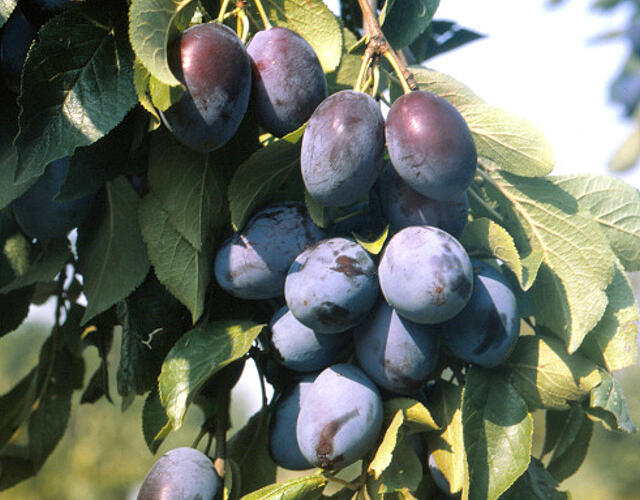 Švestka - pozdní 'Domácí velkoplodá' - Prunus domestica 'Domácí velkoplodá'