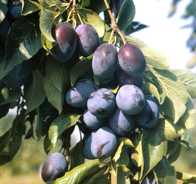 Švestka pozdní 'Domácí velkoplodá' - Prunus domestica 'Domácí velkoplodá'