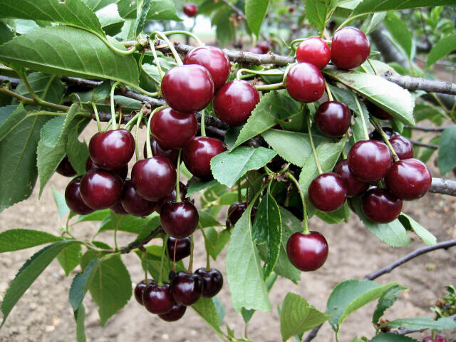 Višeň pozdní - kyselka 'Morellenfeuer' - Prunus cerasus 'Morellenfeuer'