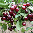 Višeň pozdní - kyselka 'Morellenfeuer' - Prunus cerasus 'Morellenfeuer'