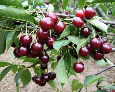 Višeň pozdní kyselka 'Morellenfeuer'