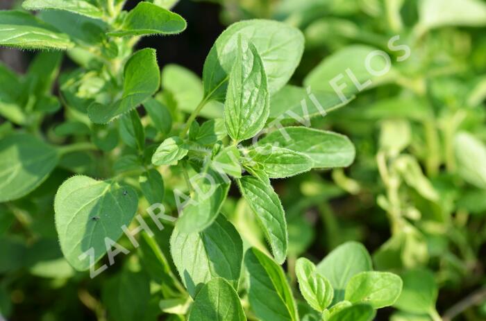 Oregano (Dobromysl) obecné 'Zorba White' - Origanum vulgare 'Zorba White'